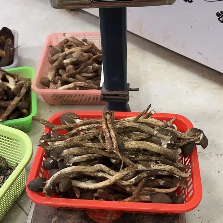 О***О南华……………………………………中国大陆