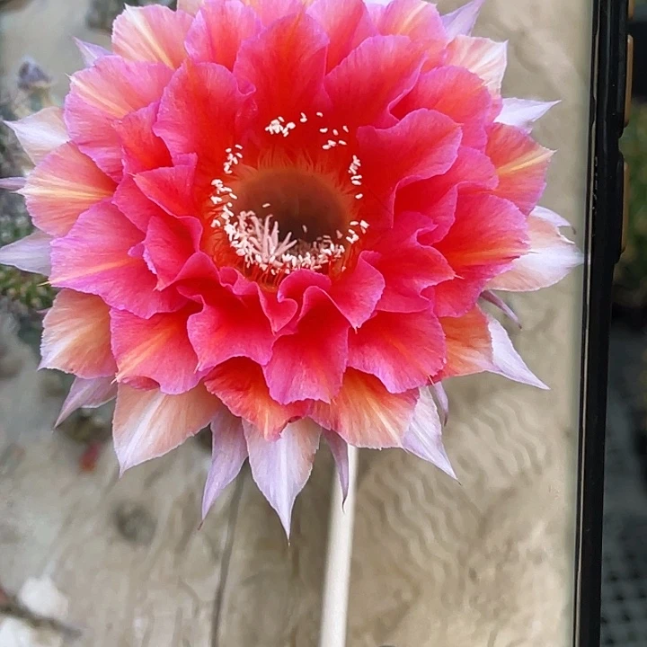 彩 万人迷侧芽 歪 满20包邮5公分以上