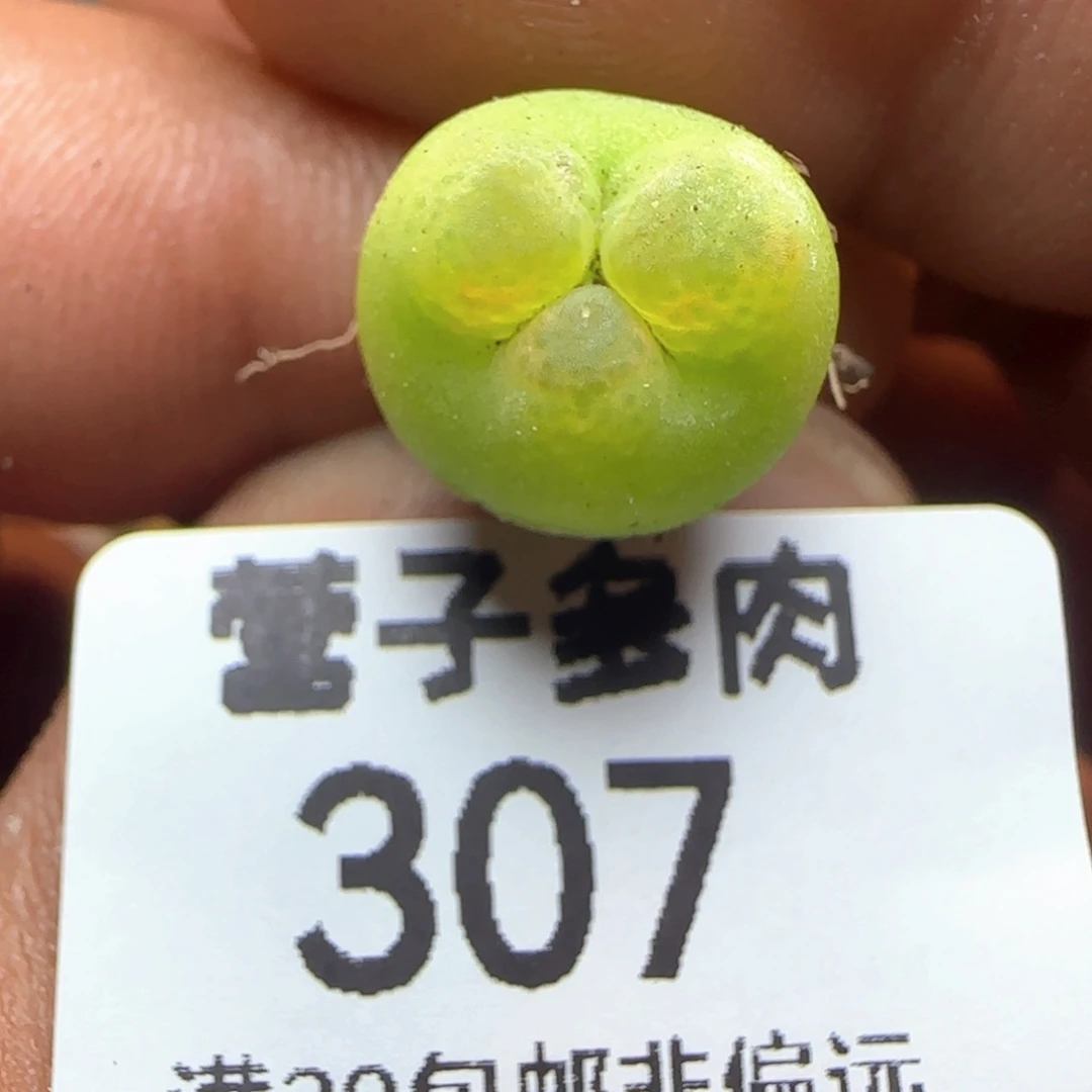 毛奔。