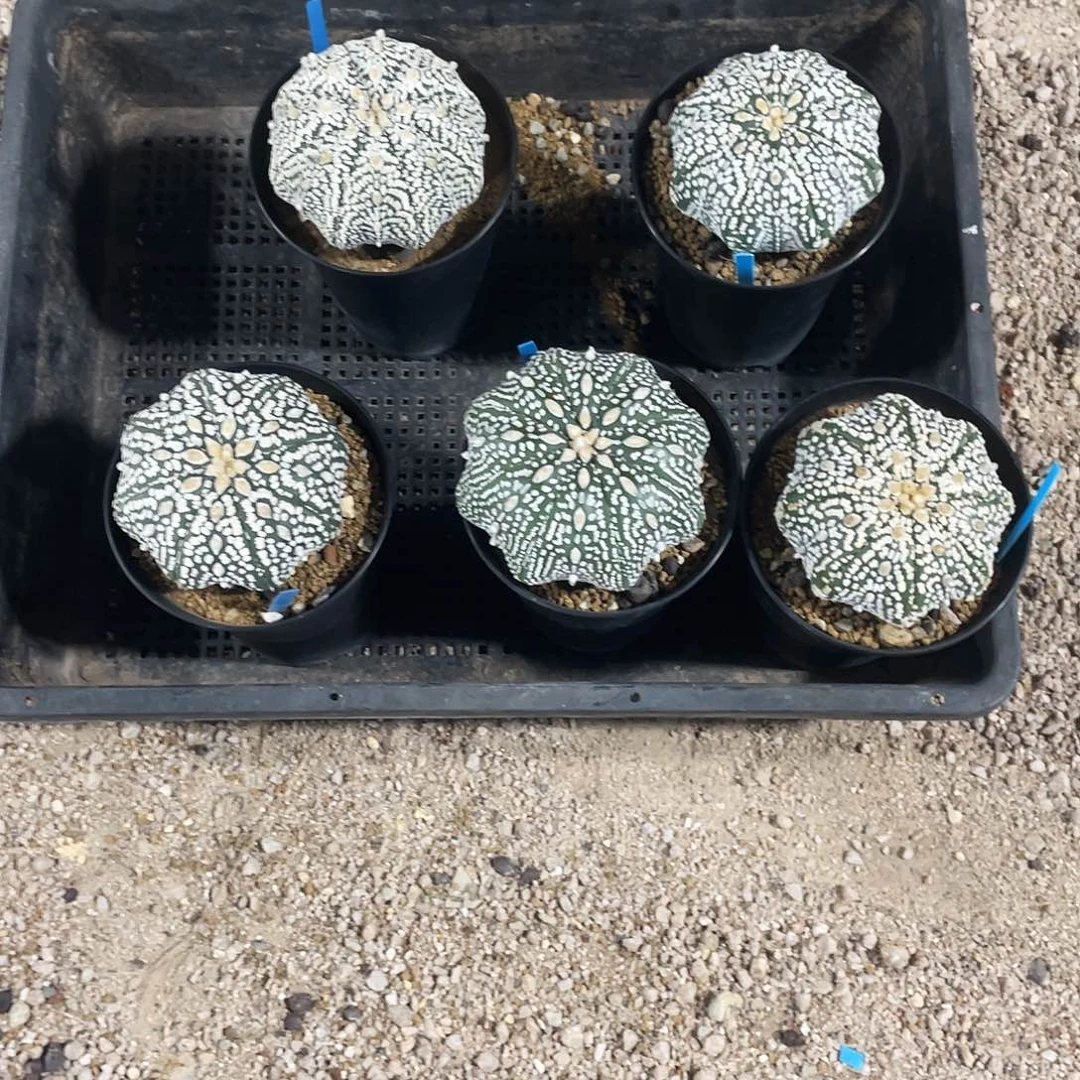 无花朵兜一物一拍