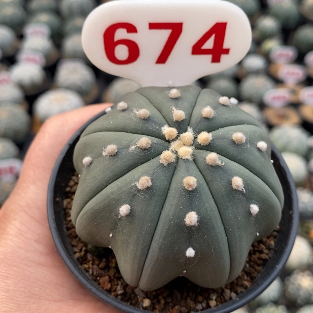 674琉璃海星系列