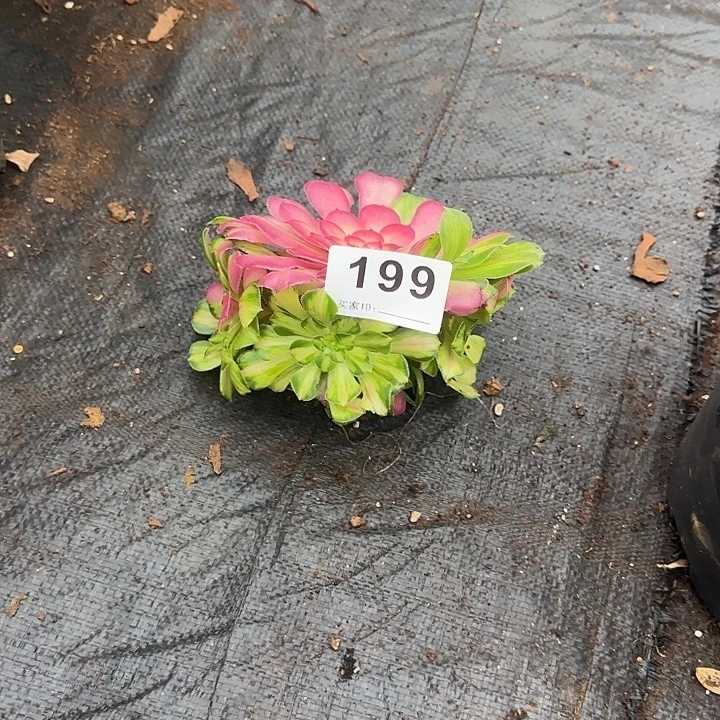 精品多肉植物0199