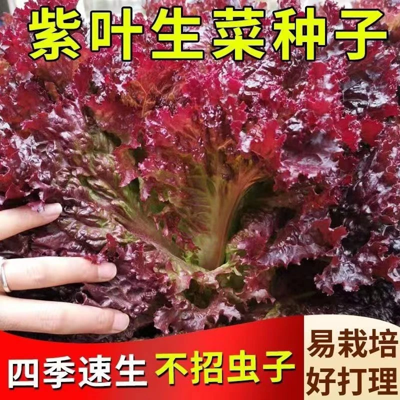 紫叶生菜种子易种沙拉菜种子四季种植耐寒热庭院阳台蔬菜种子菜籽