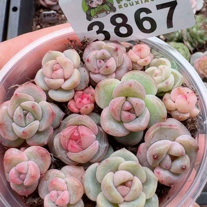 多肉植物多肉植物