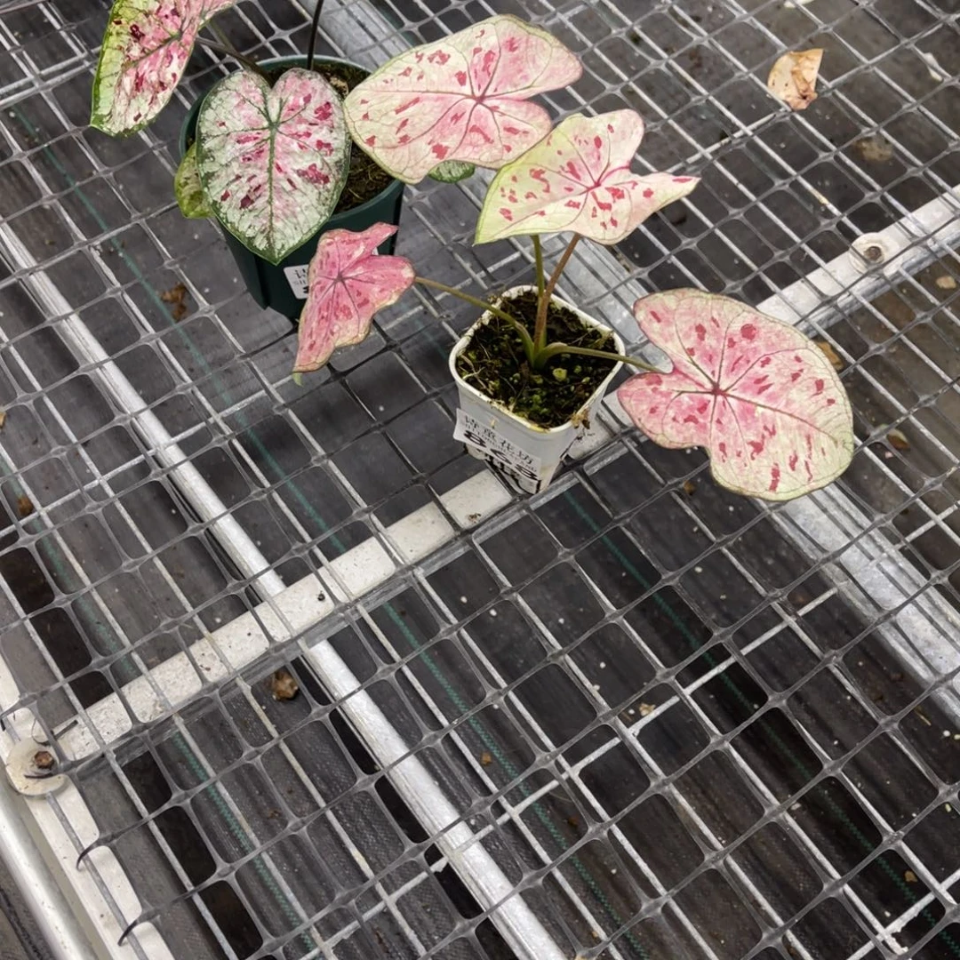 然***)无花朵          867.868草莓花木兰不包售后