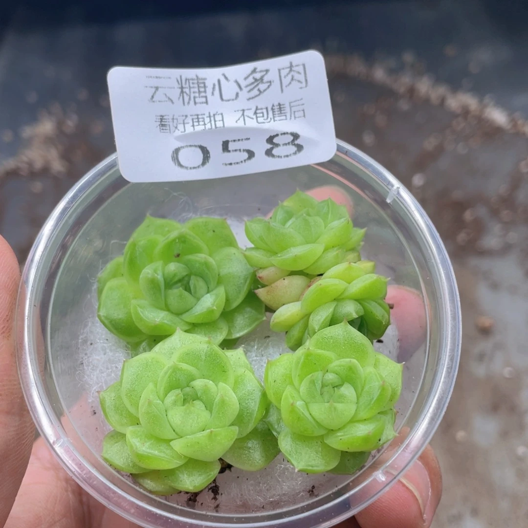 云糖心多肉植物58