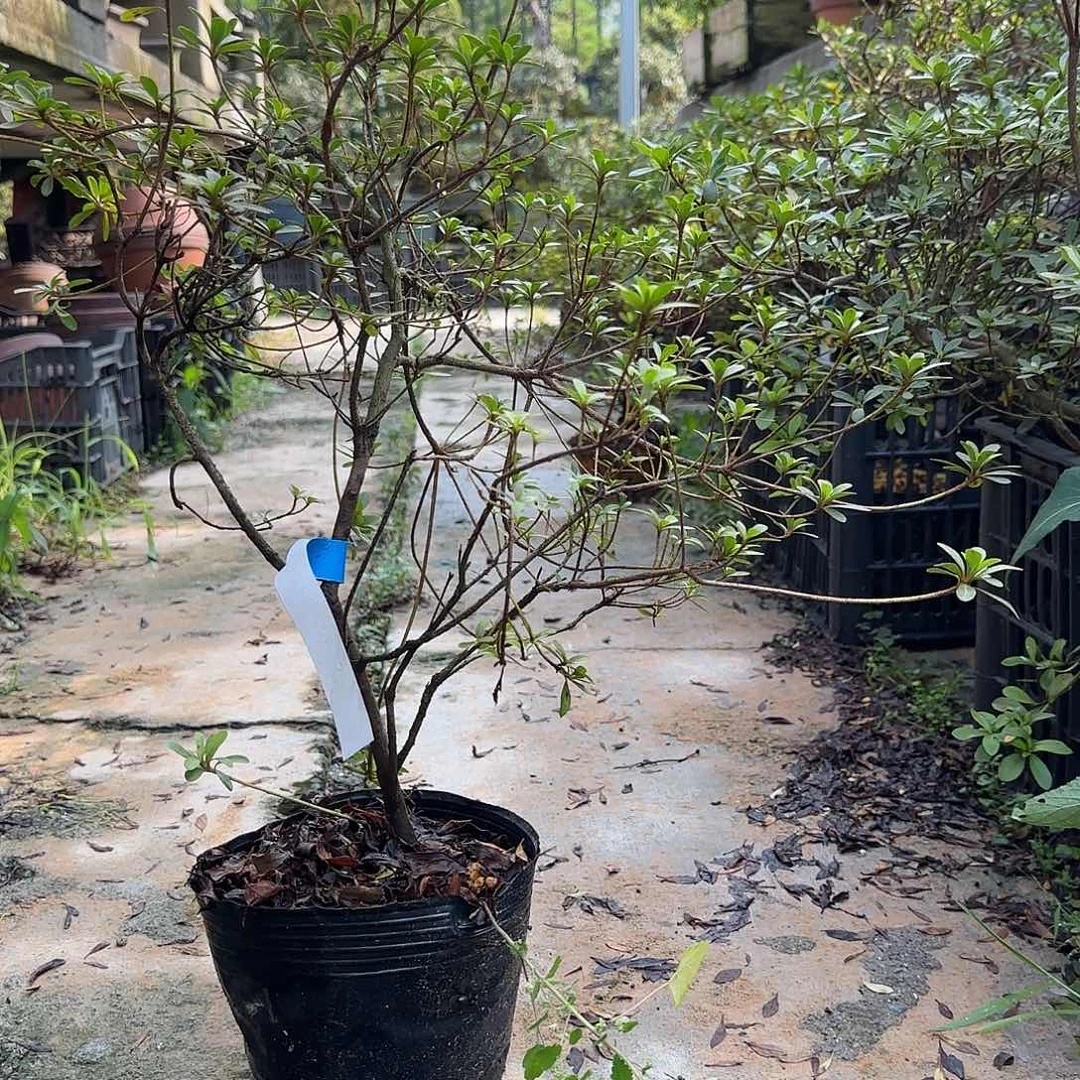 无花朵真山有花朵