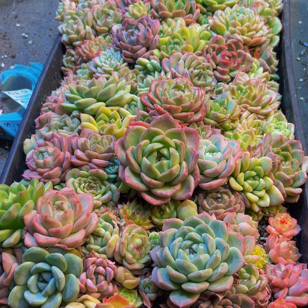 天***峰628学校发广告和姐姐家哭