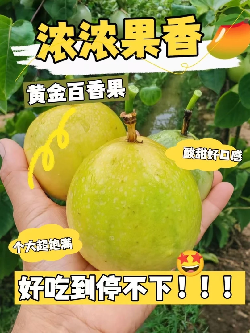 【阿响推荐】钦蜜9号黄金百香果九甜一酸梅州当季新鲜采摘带箱5斤