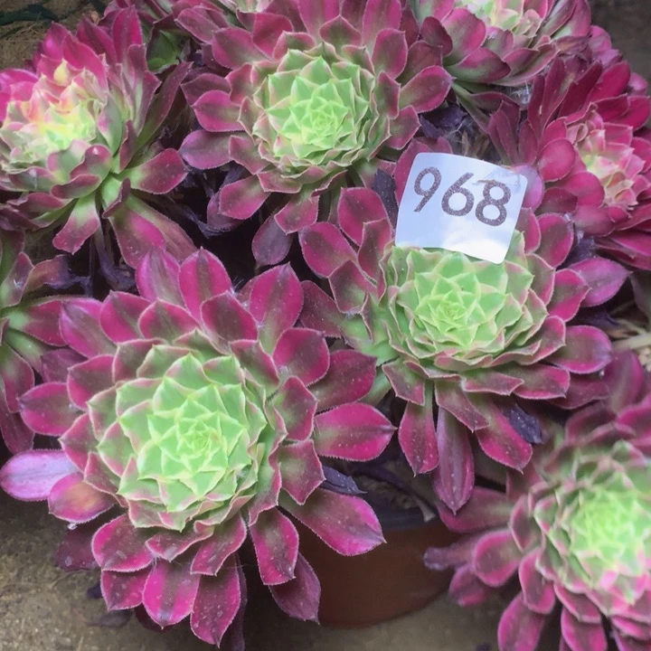 燕*！968天合多肉植物