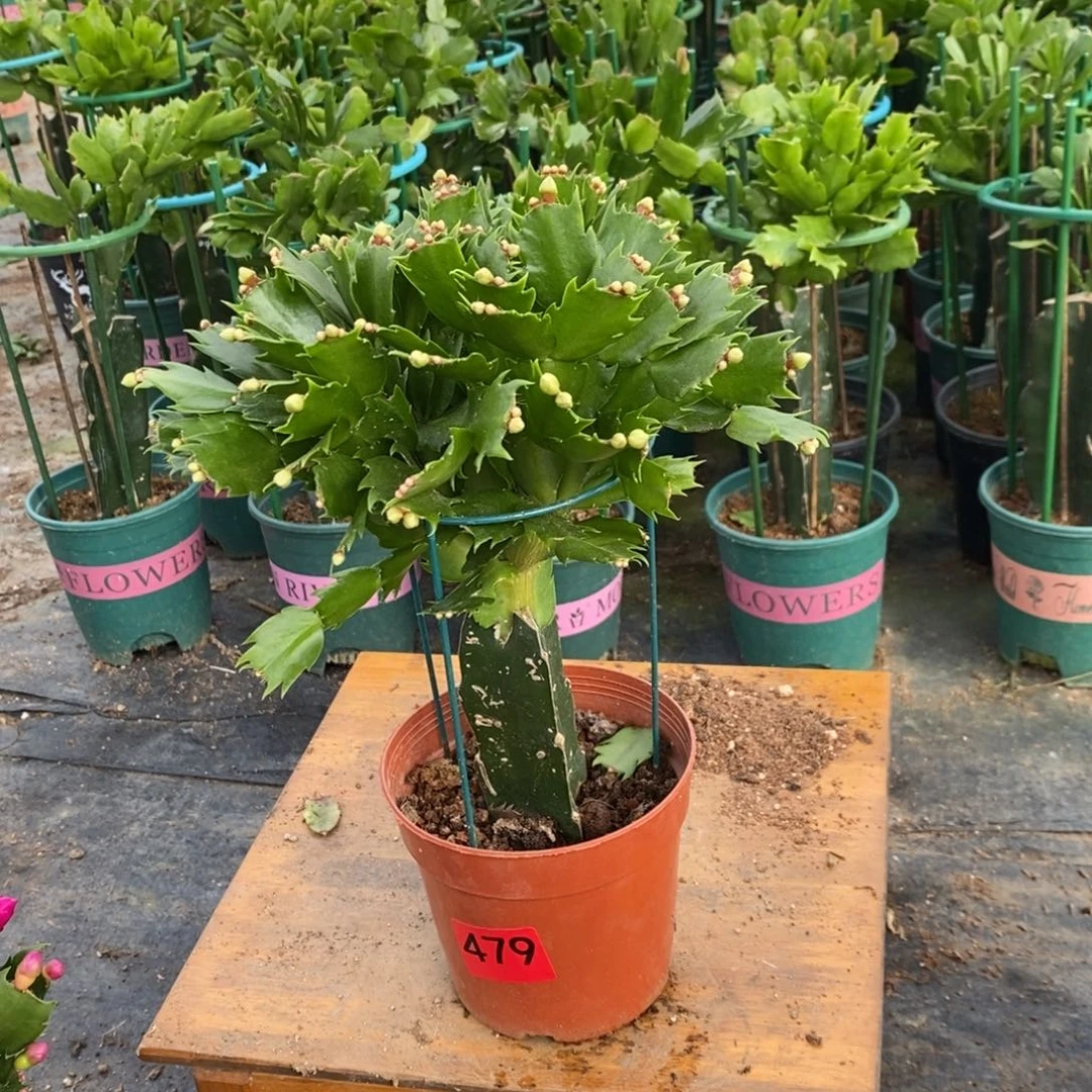 悠***然完全开放479白玛丽