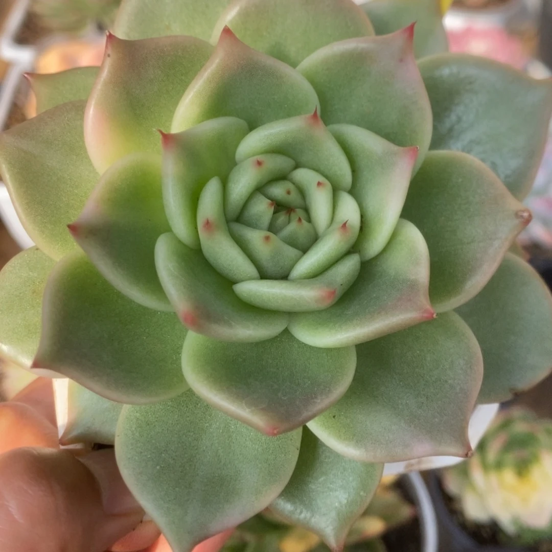 302阿姆斯状锦锦锦锦锦锦