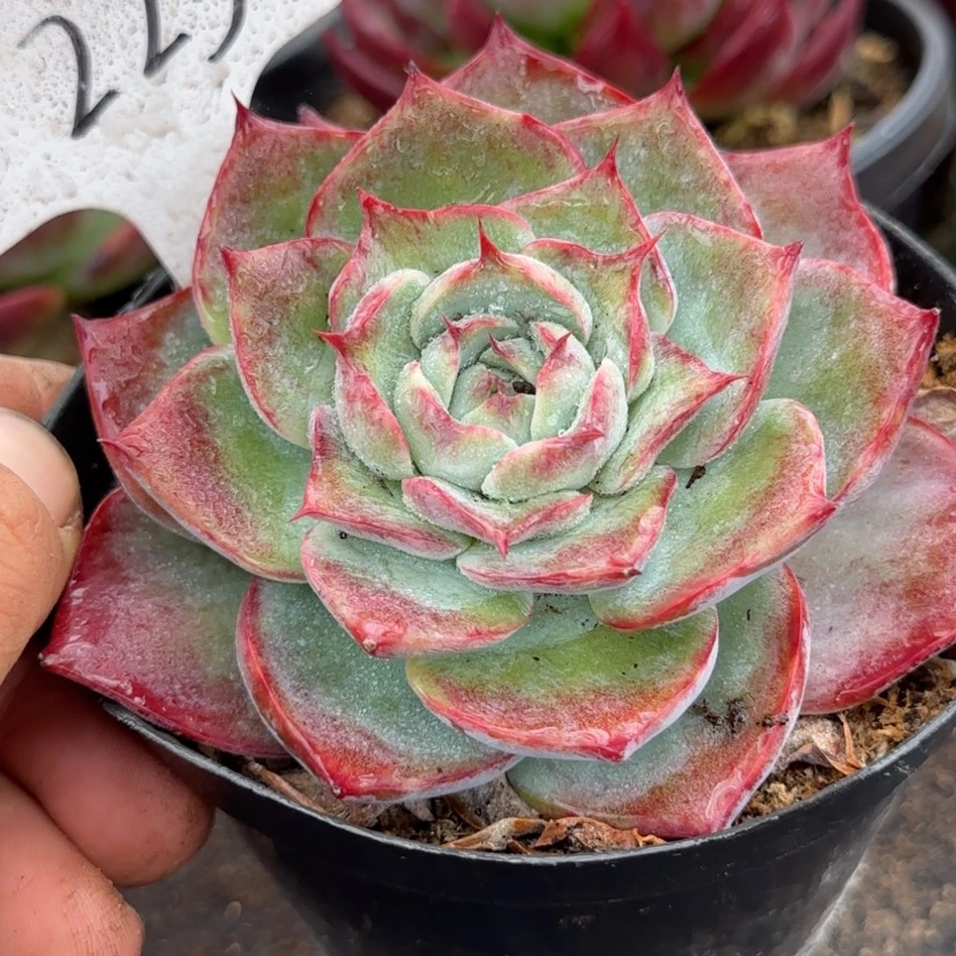 特殊惊鸿一物一拍包装收缩花旱