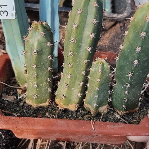 3171图中枕木图中枕木