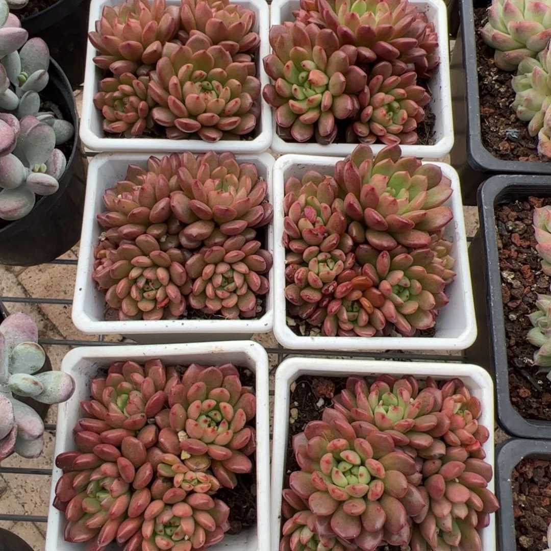 新疆包邮 红宝石