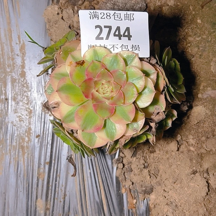 2744荔枝多肉植物保护