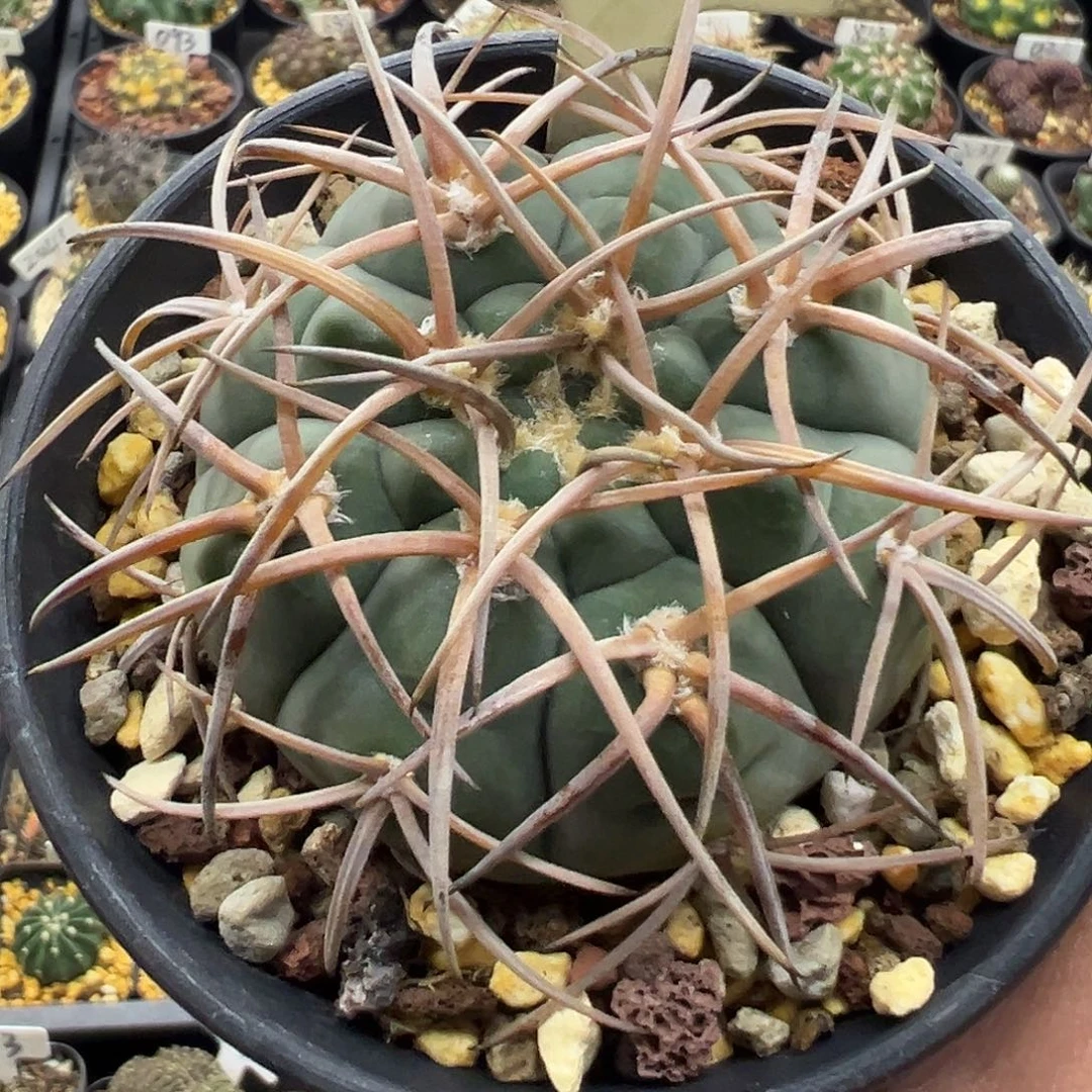 2002伏刺天平实生KKK