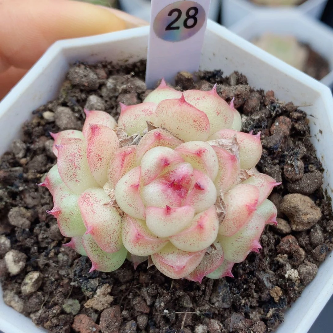 麦秆58包邮  群生不包整28