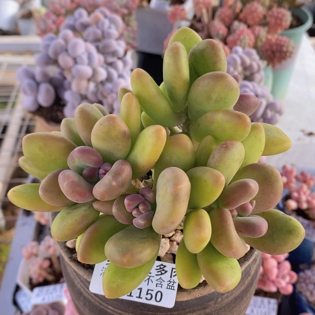 芒果奶13cm1150多肉植物