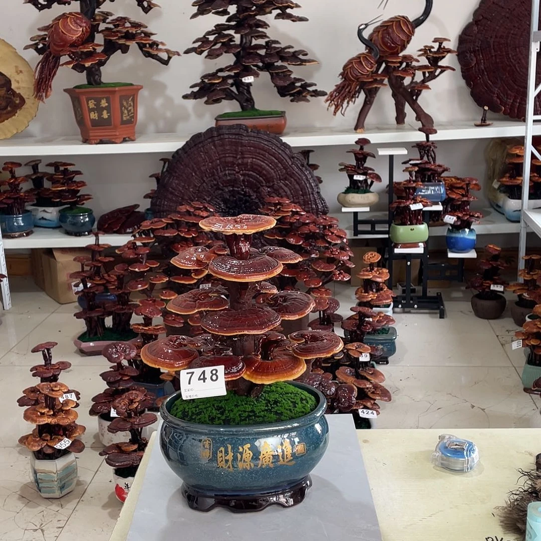 无花朵8888888888888888