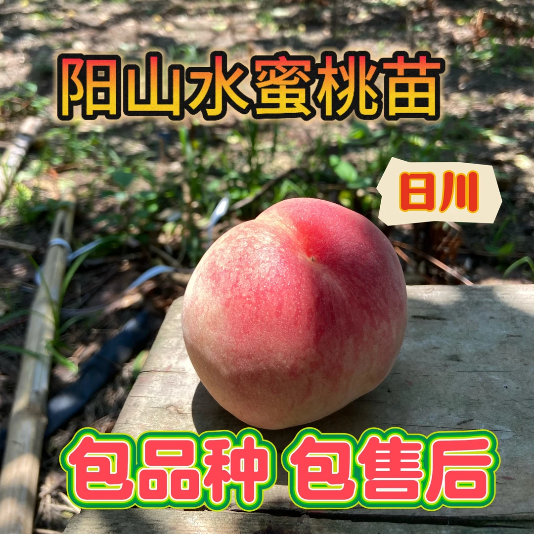 早熟日川 正宗无锡阳山水蜜桃 南北桃苗可盆栽可地栽