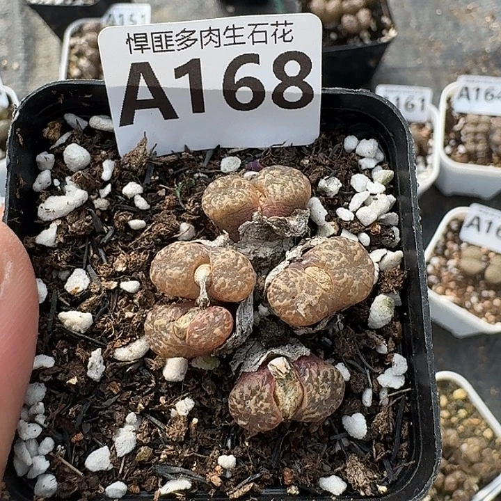 168多肉植物多肉植物