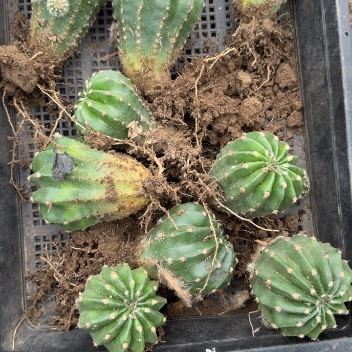 267芙蓉根5公分左右脱土发货斑，