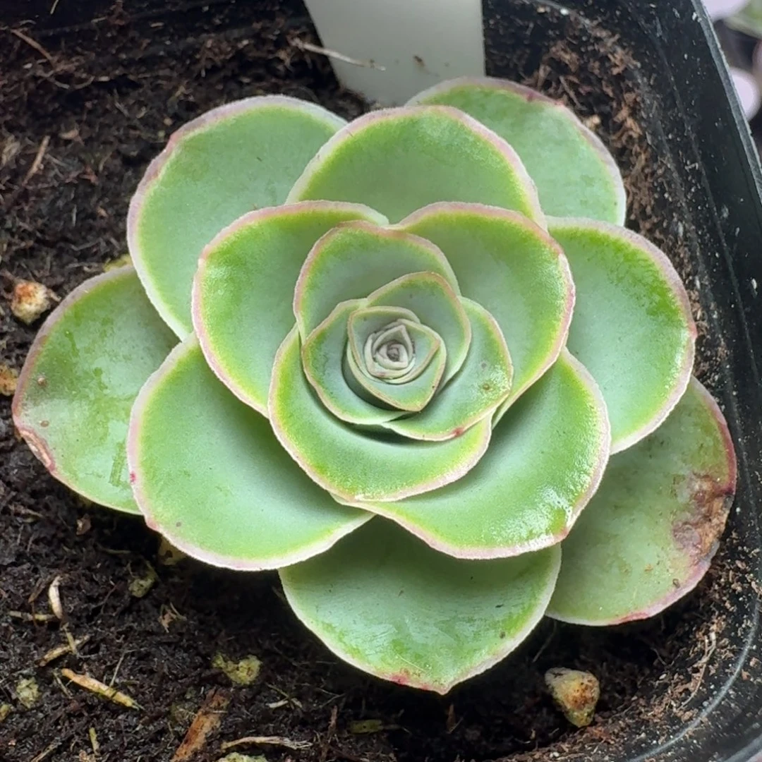 楹楹山地玫瑰/349/4cm