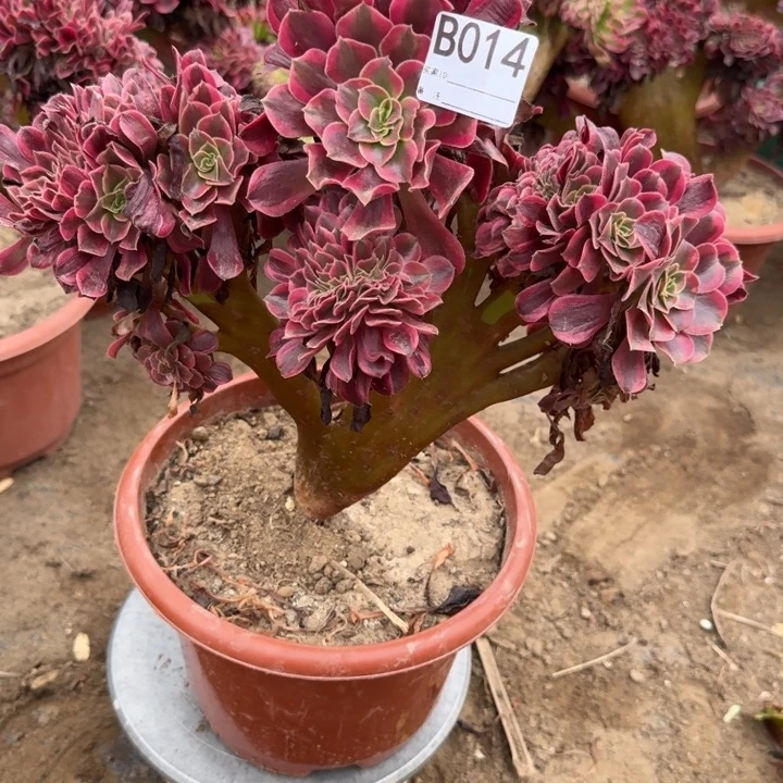 美杜莎法师锦缀化微瑕不包损014