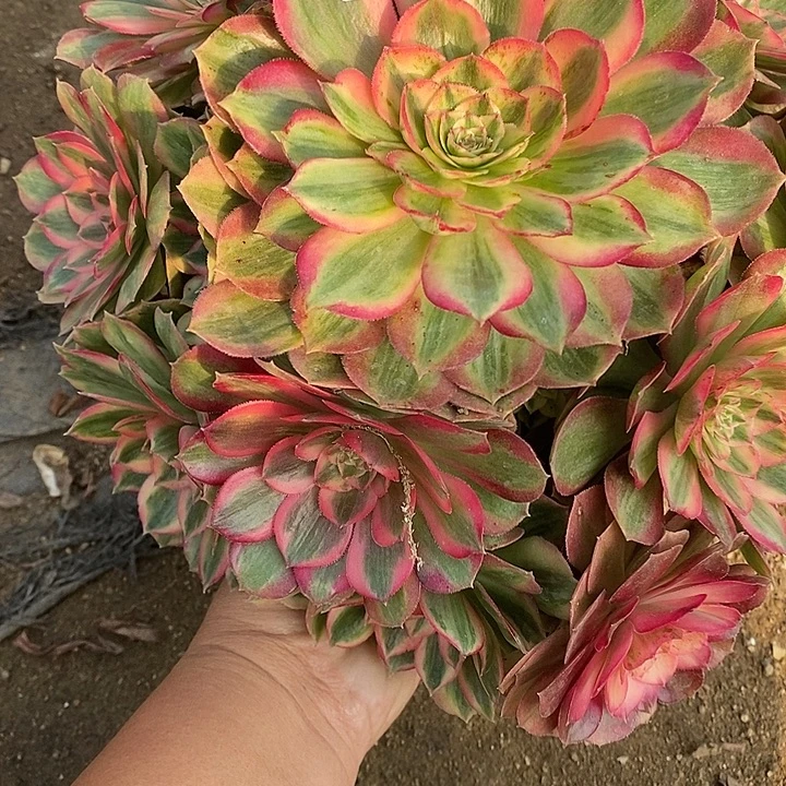 多肉植物火龙果475多肉