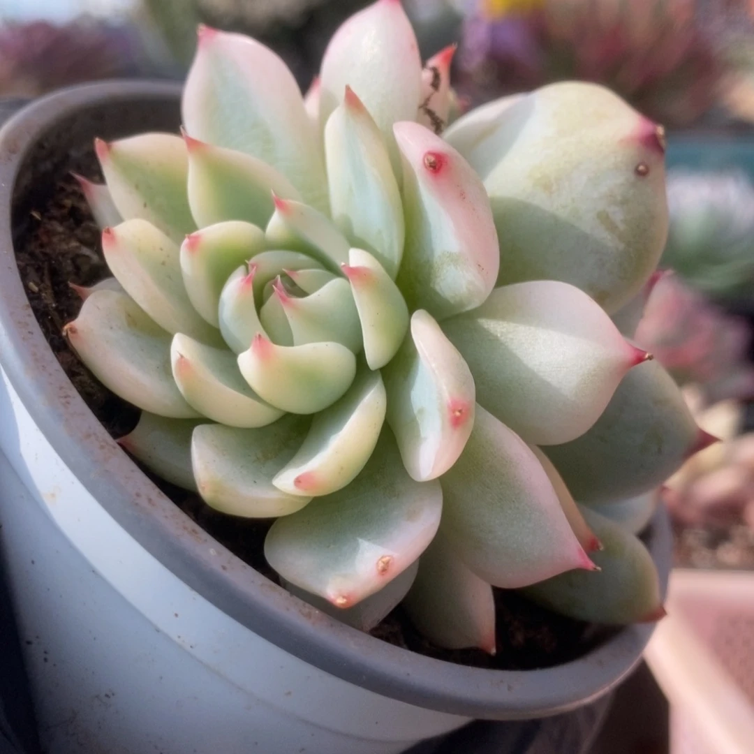 037锦锦锦锦锦锦锦锦