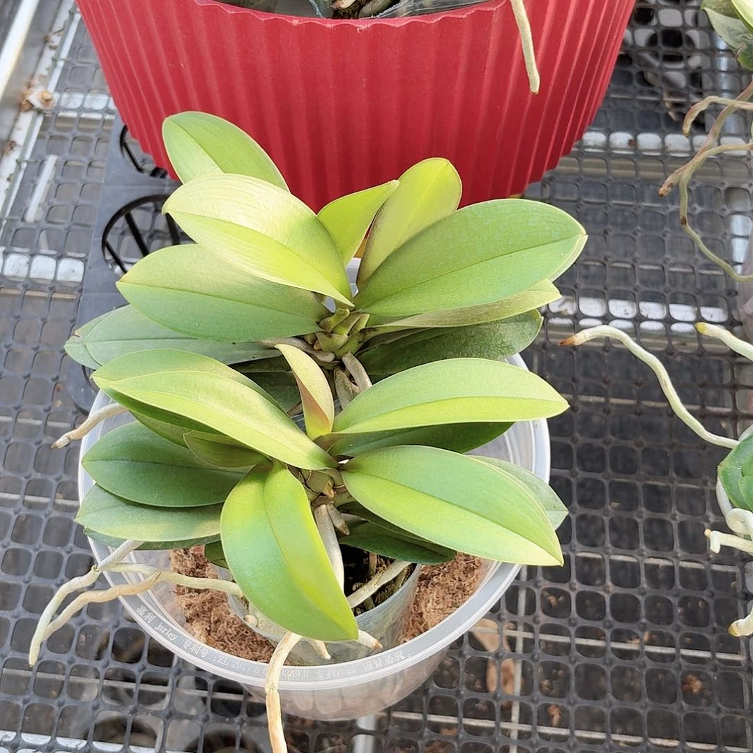 无花朵小叶巴掌叶2颗高品质