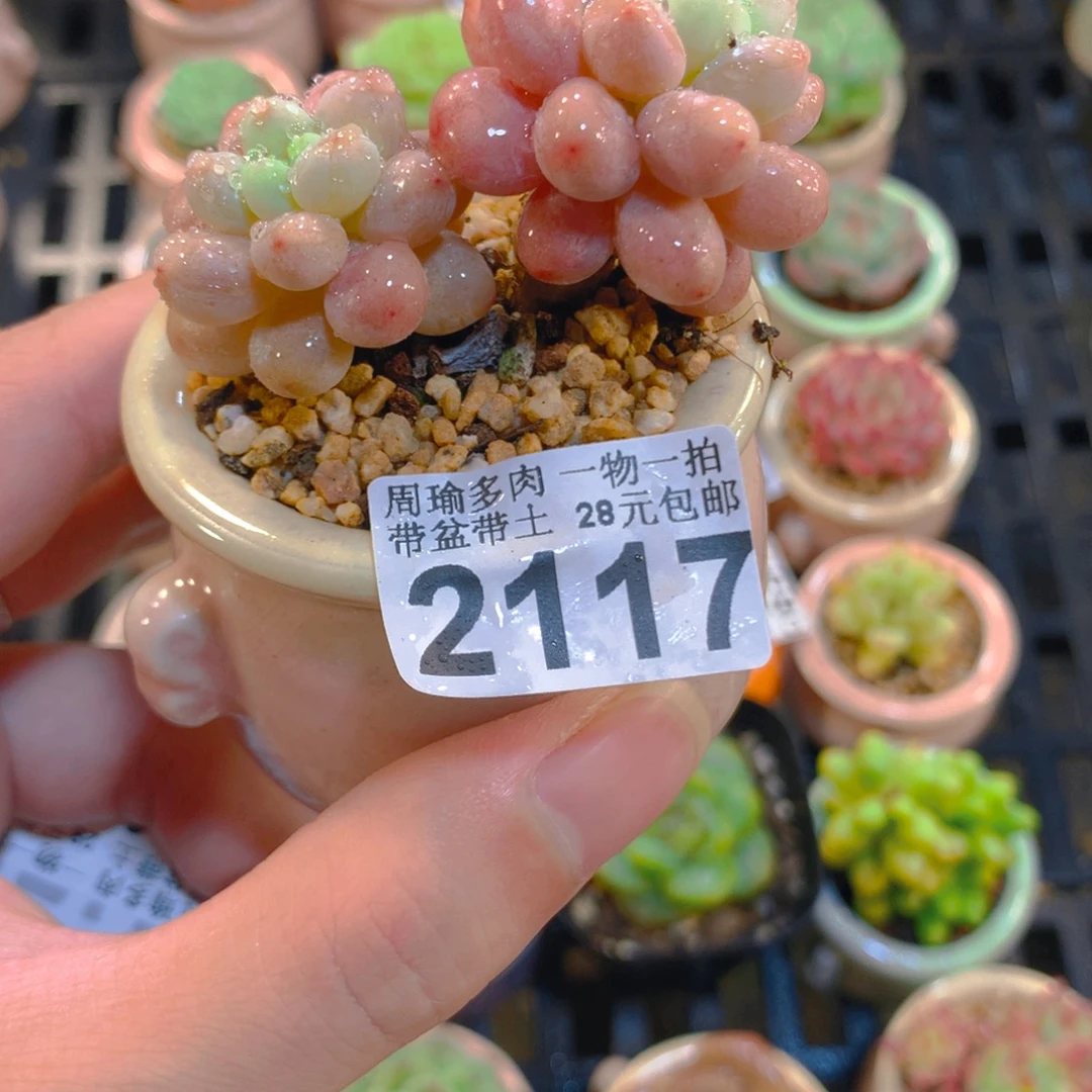 5厘米盆精控多肉2117