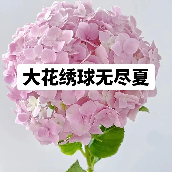大花绣球无尽夏新老枝开花