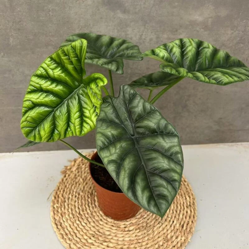 魔镜海芋alocasia波纹海芋龙鳞稀有ins网红绿植观叶室内盆栽植物
