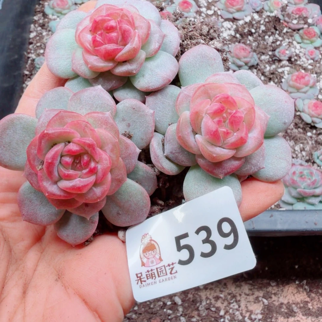 多肉植物多肉植物