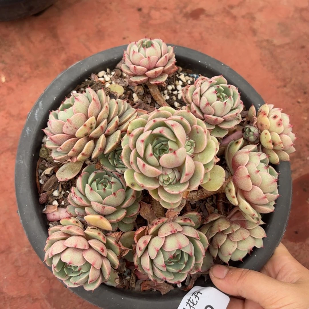 同温层多肉笨吧09