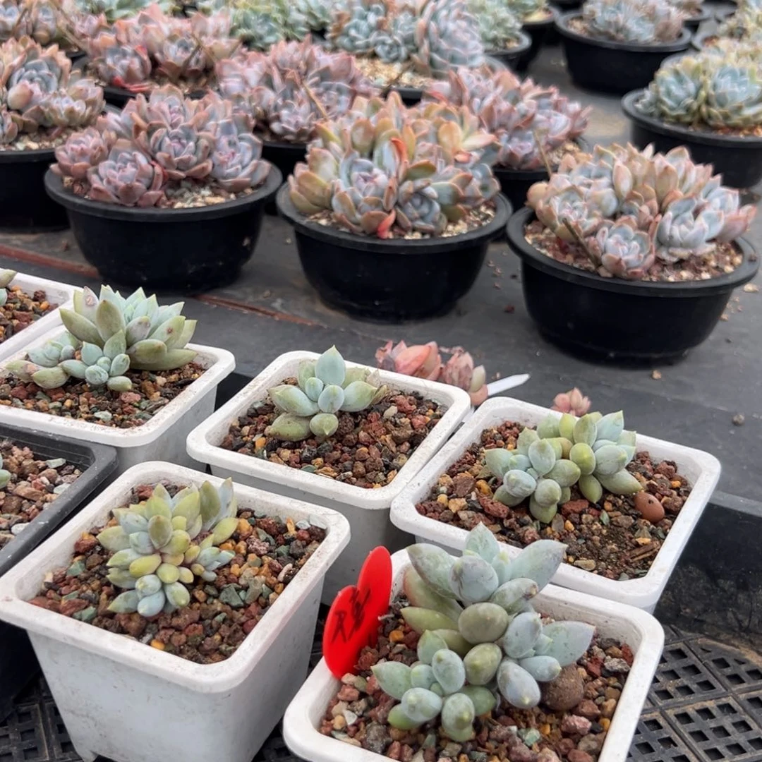哥特萝莉一物一拍3头