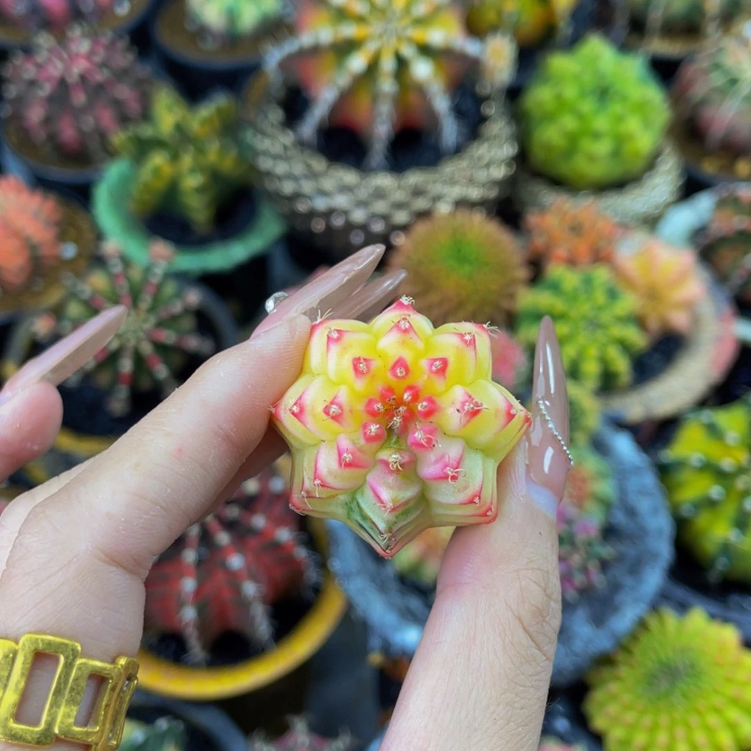 蹉**人米哈星球000000000188