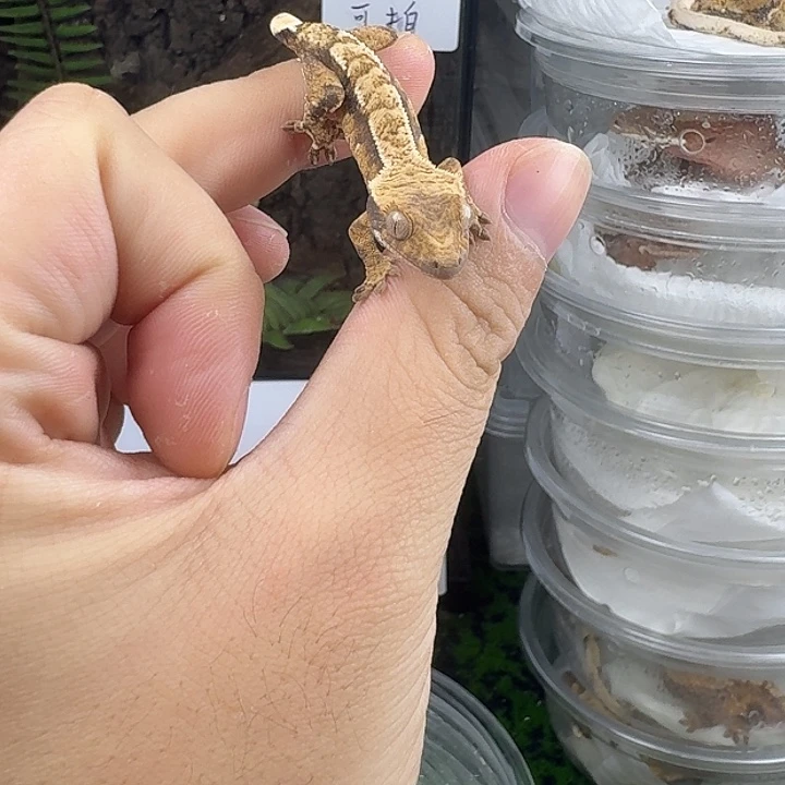 睫角守宫麦町三色