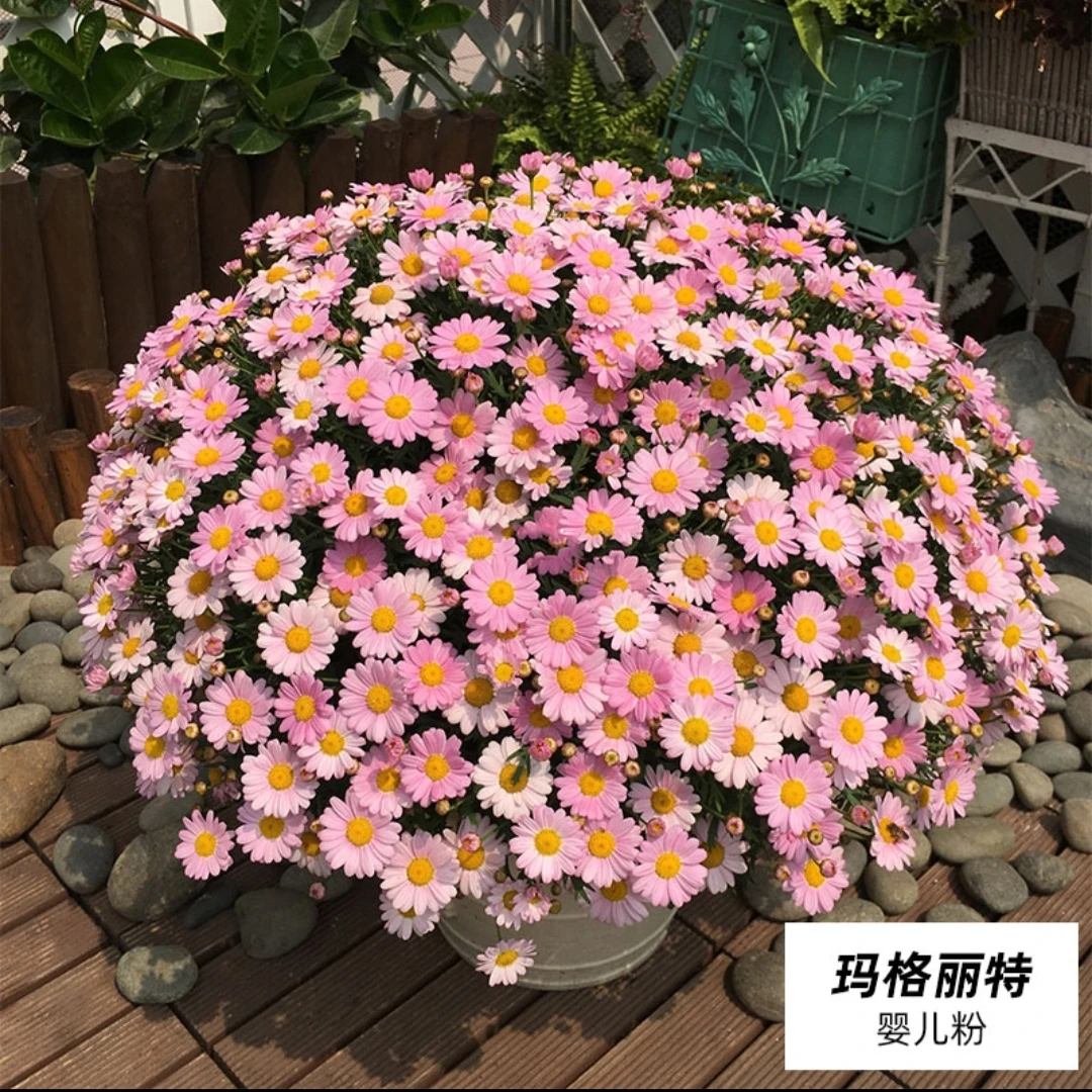 玛格丽特花苗盆栽阳台窗台庭院四季开放好养爆花多年生