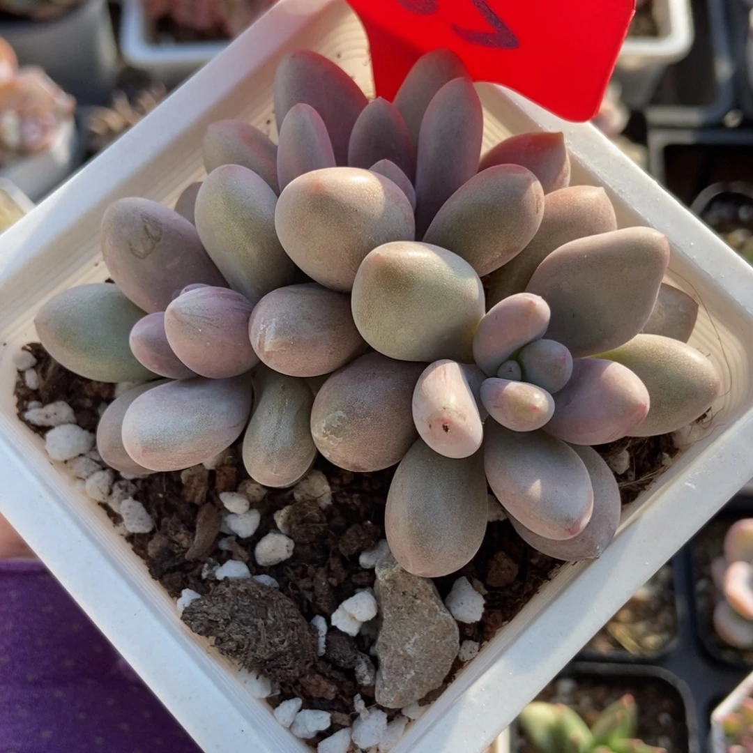 985原始虞美人多肉植物