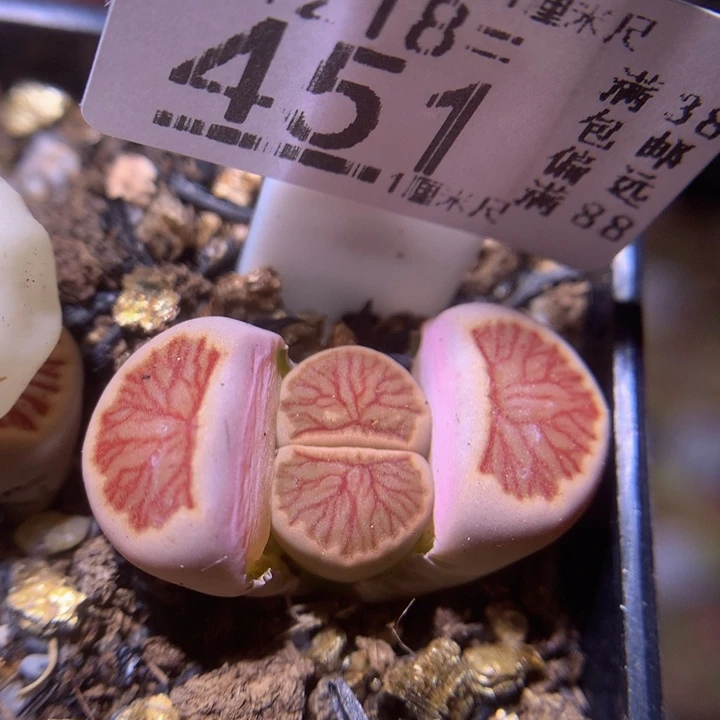 精品生石花218.451莲花