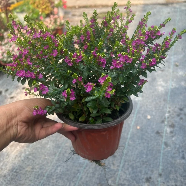 玫瑰满天星盆栽紫色满天星好养带花苞发货庭院阳台耐热耐寒