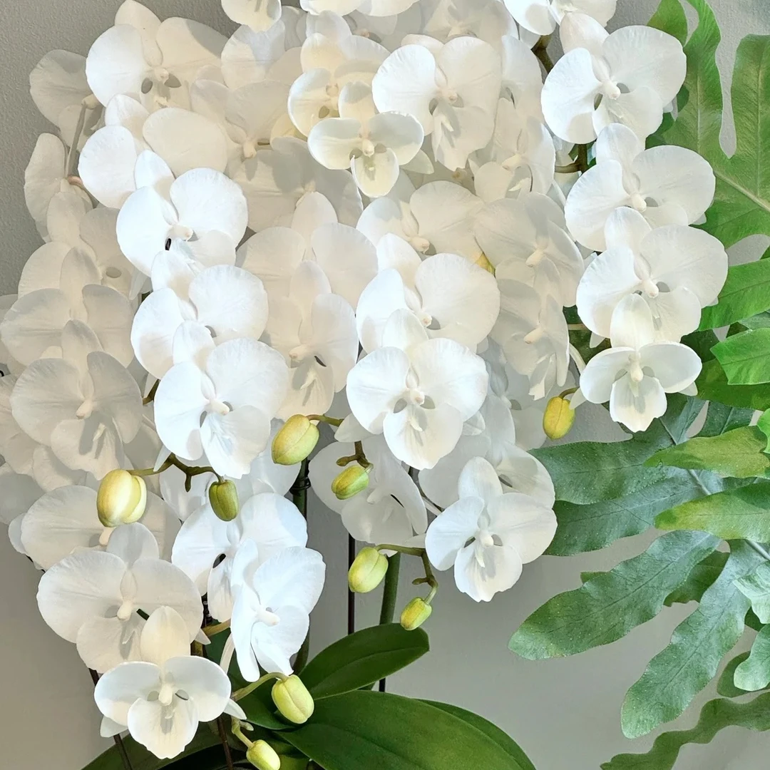 蝴蝶兰【白天鹅】白色中花丰花型3.0寸苗