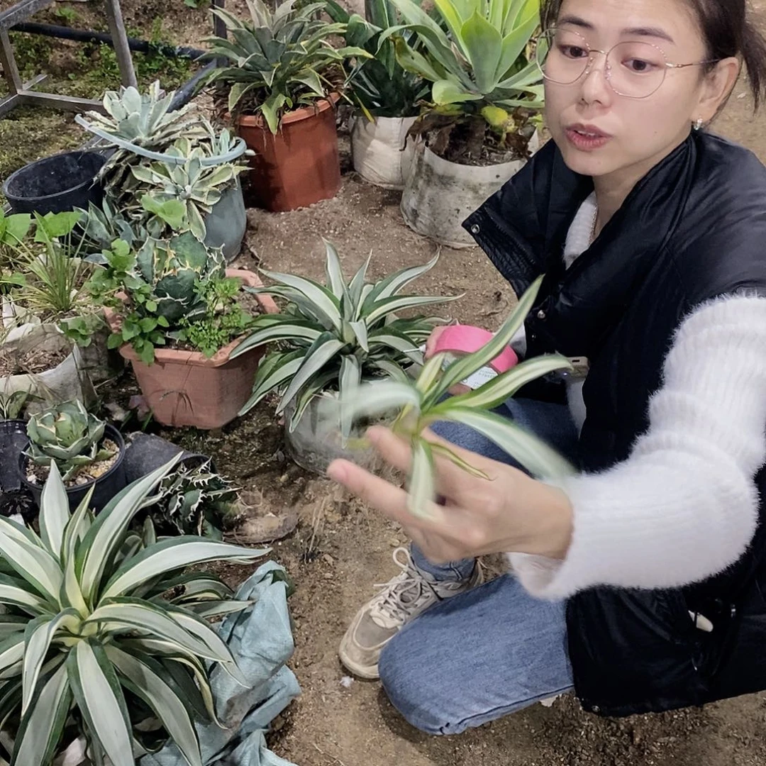 鹦鹉嘴白中斑侧芽有根一颗11111