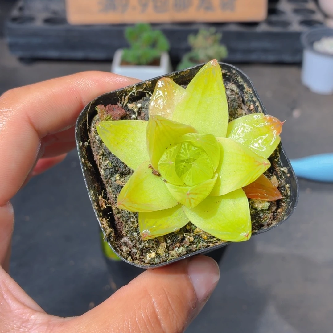 黄金玉露多肉9.9包邮发货