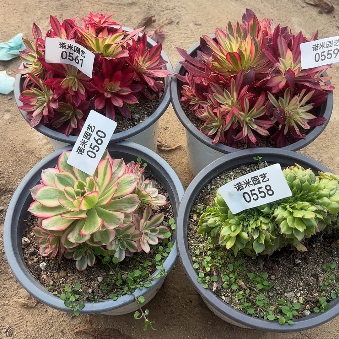 四颗多肉植物558-561