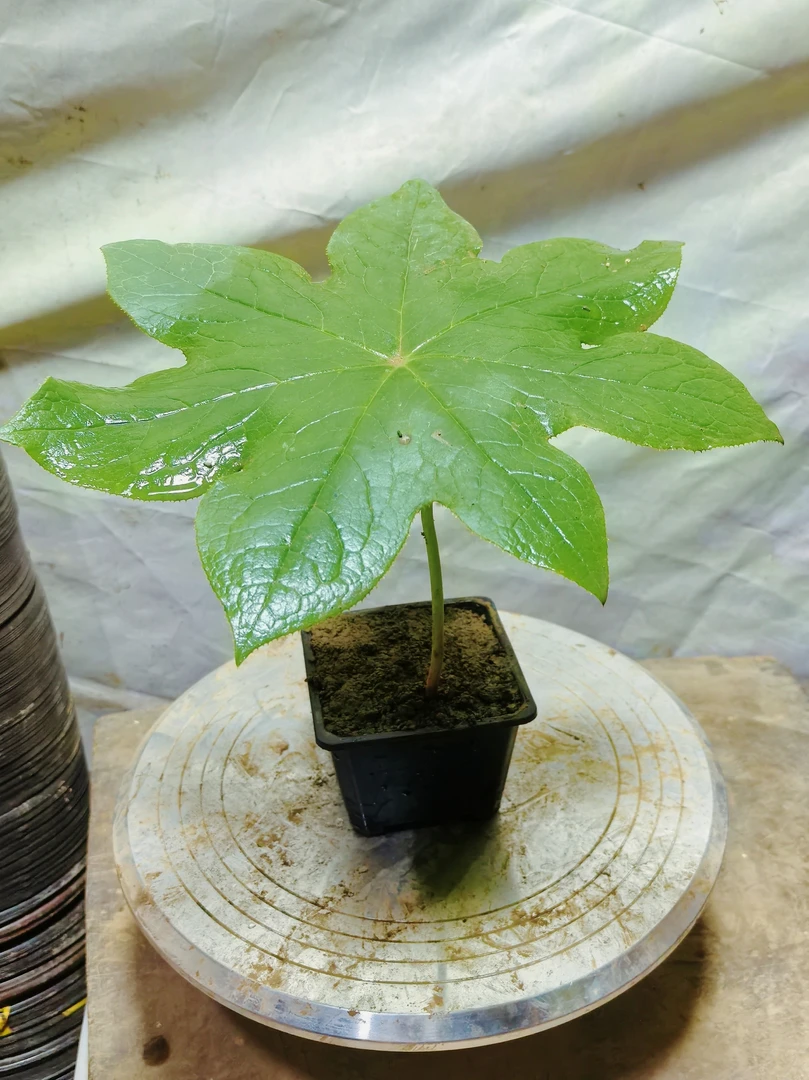 山荷叶  一碗水  阳台室内花卉盆景 现挖新鲜包邮