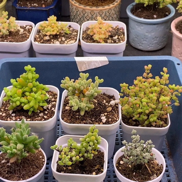 无花朵152六颗枝干福利。